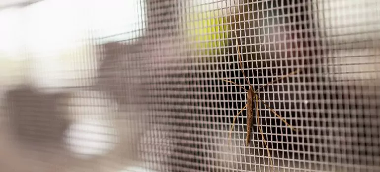 Repair Mosquito Mesh For Windows in Fruit Cove, FL